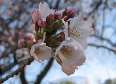 2011年陸上競技場・桜１。