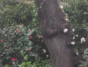 ２０１０お花見・１