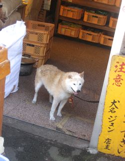 2011草津・西の河原・わんこ。