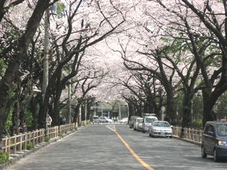 ２０１０お花見・６