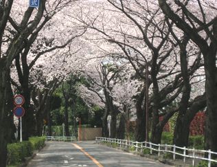 ２０１０お花見・７