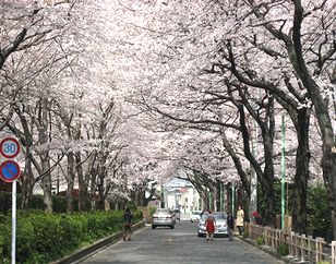 ２０１０お花見・８