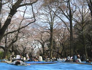 ２０１０お花見・９