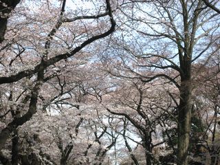 ２０１０お花見・１０