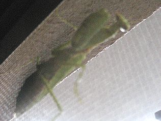 カマキリ・１。