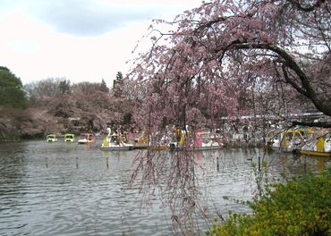 ２０１０お花見・１３