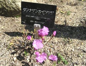 六甲・高山植物。