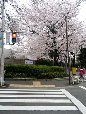 ２０１０お花見・１４