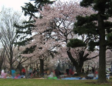 ２０９９・公園・桜。