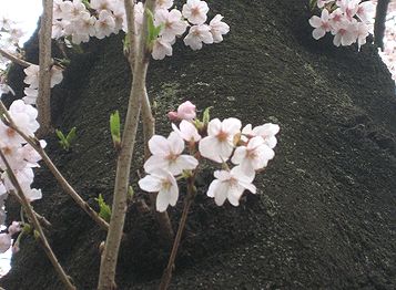 ２０１０お花見・１５