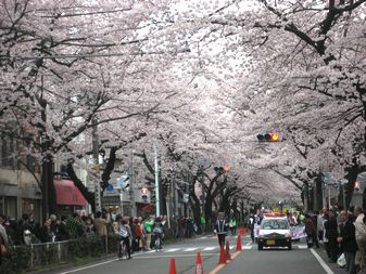 ２０１０お花見・１５