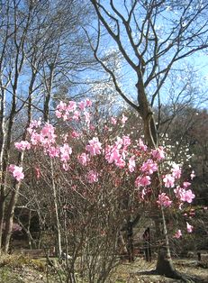 六甲・ピンクの花。