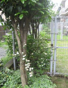 ２０１１年5月・お庭・こでまり。