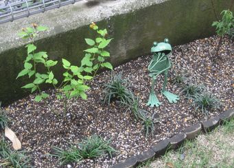 ２０１１年5月・お庭・やまぶき。