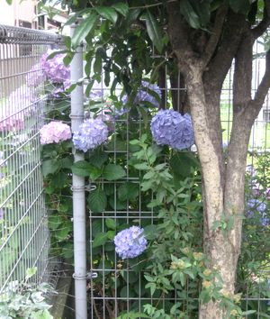 ２０１１年６月・庭コラボ・紫陽花。