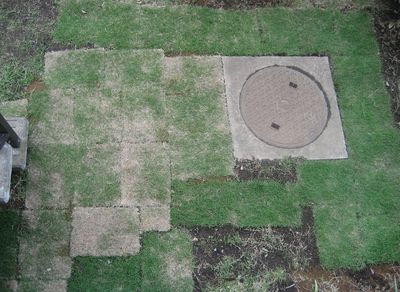 ２０１１年5月・お庭・芝生。