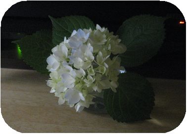 ２０１１年６月・庭コラボ・紫陽花切り花。