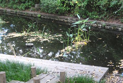 お散歩・池の水草。