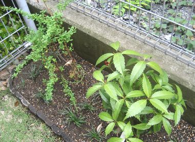 ２０１１年5月・お庭・せんりょう。