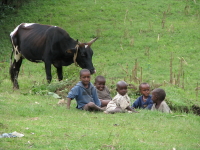 牛と子ども