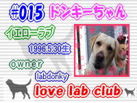 love lab club