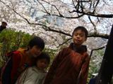 sakura1-2