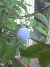 blueberry