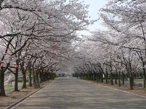 小瀬スタジアムの桜道