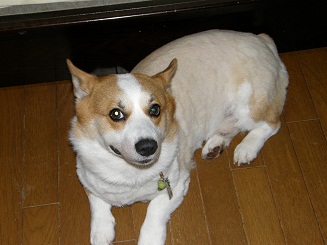 利喜丸ショートカット