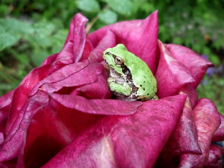 バラとカエル