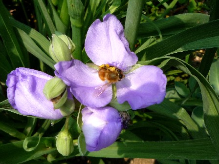 つゆくさとミツバチ