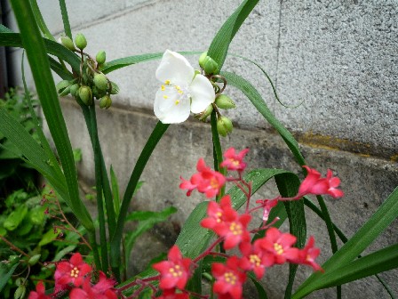 つゆ草・ツボサンゴ