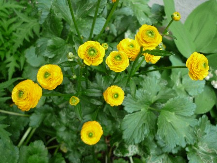 ゴールドコイン