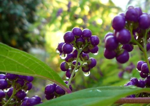 コムラサキシキブ