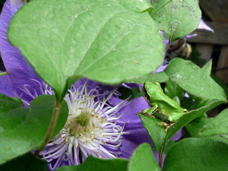 てっせんにカエル