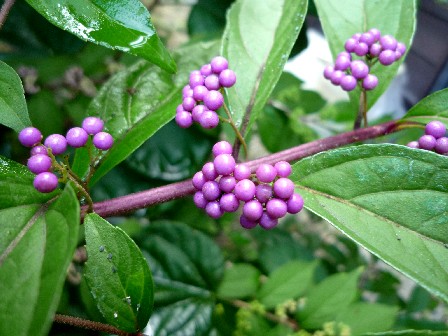 コムラサキシキブ