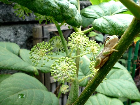 ウドの枝に・・・