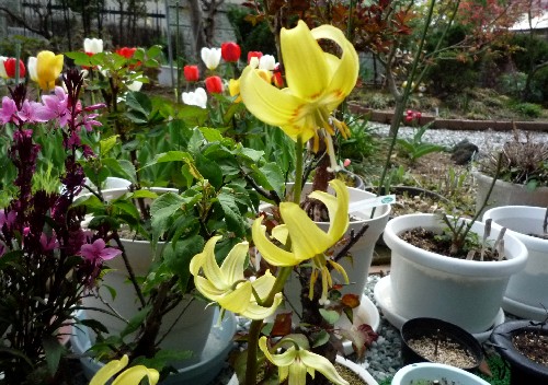 黄花カタクリ