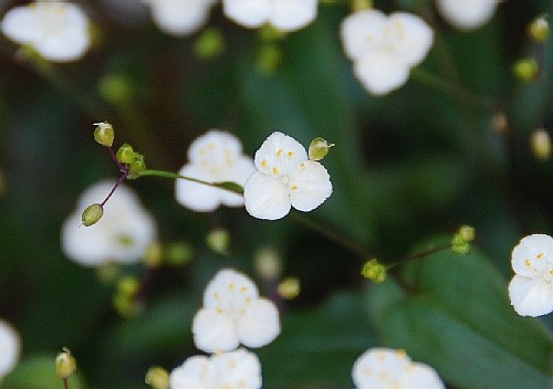 ブライダルベール