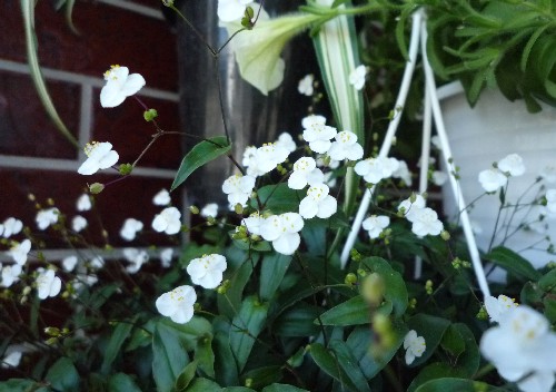 ブライダルベール