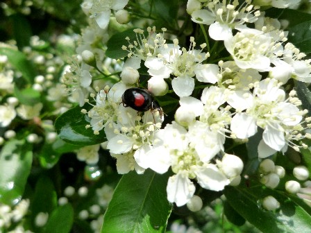 ピラカンサとてんとう虫