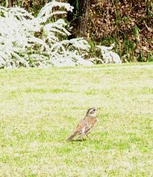 こんなに近くに野鳥が来たよ　ヒバリ(かな?)