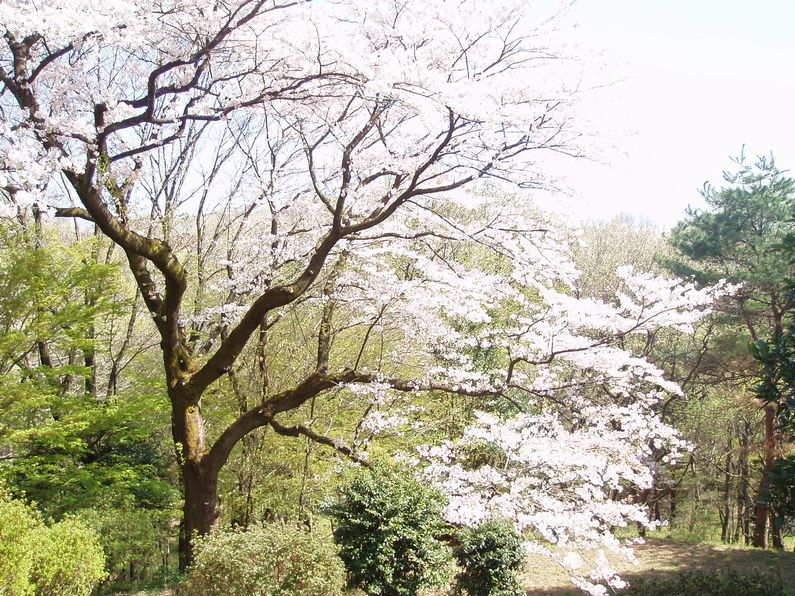 桜ケ丘公園の桜