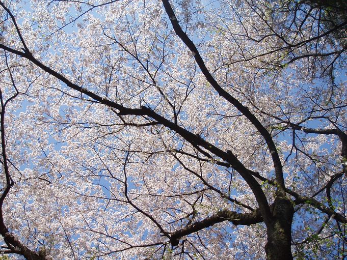 桜ケ丘公園の桜２