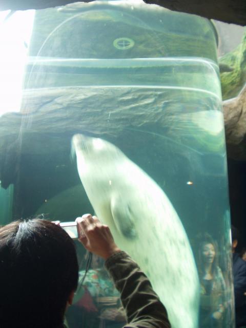 ごま２