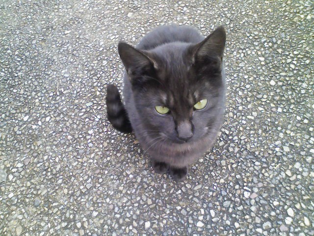 台湾亭のねこその１