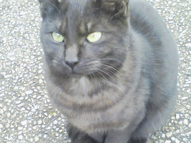 台湾亭にいたネコその２