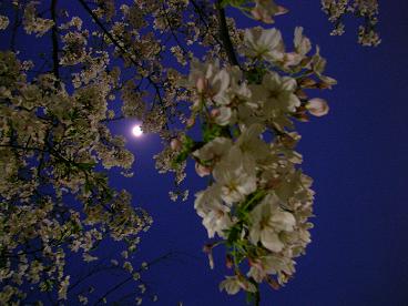 夜桜１