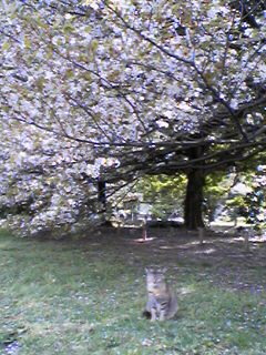 hamarikyuu