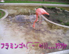 フラミンゴ.jpg